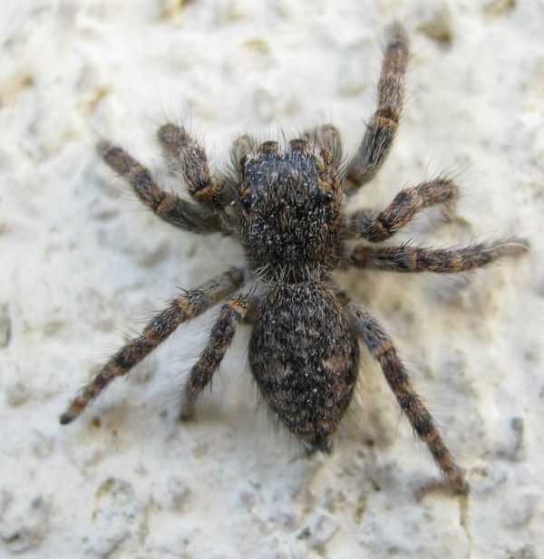 Philaeus chrysops